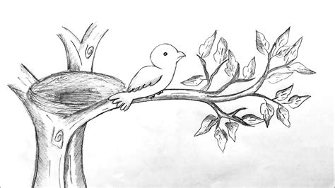 Sketch Of Bird On Tree Howto Draw