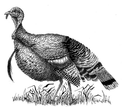 Sketch Wild Turkey Pencil Drawings