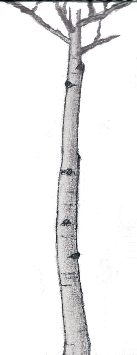 Sketch of an aspen tree by PerfectRandomness on Newgrounds