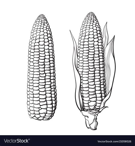 Sketch two corn cobs Royalty Free Vector Image
