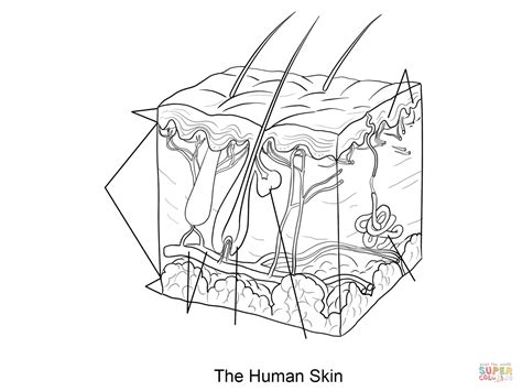 Skin Coloring Page