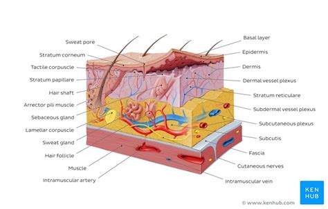 Skin Diagram Quiz