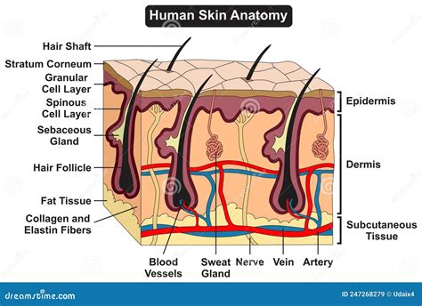 Skin Structure Diagram Labeled