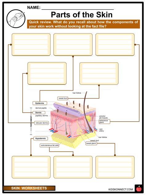 Skin Worksheets Skin Structure Function Health Worksheets Library