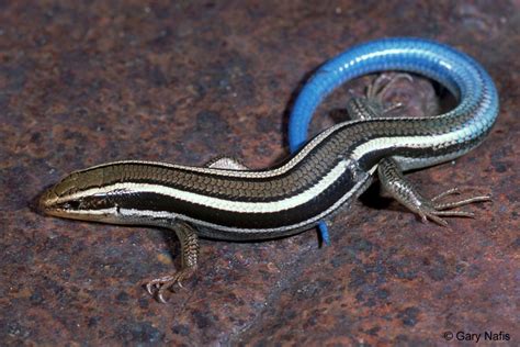 Skinks in California - Plestiodon (=Eumeces)