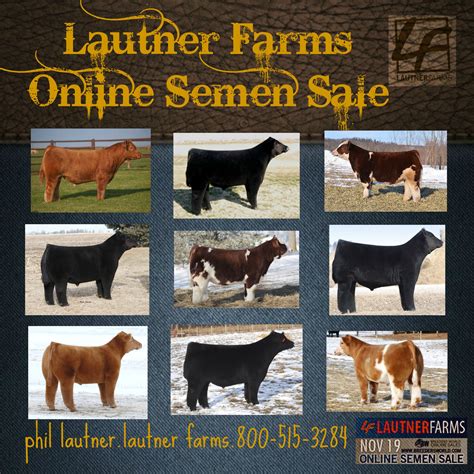 Skinner Cattle Co. Online Sale-going on today Lautner Farms