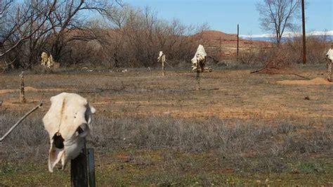 Skinwalker ranch cattle. Sep 17, 2018 · The latest film in Jeremy Corbell’s ‘Extraordinary Beliefs’ series digs into the history of Skinwalker Ranch, an alleged hotbed of UFO activity formerly owned by Robert Bigelow. This article ... 