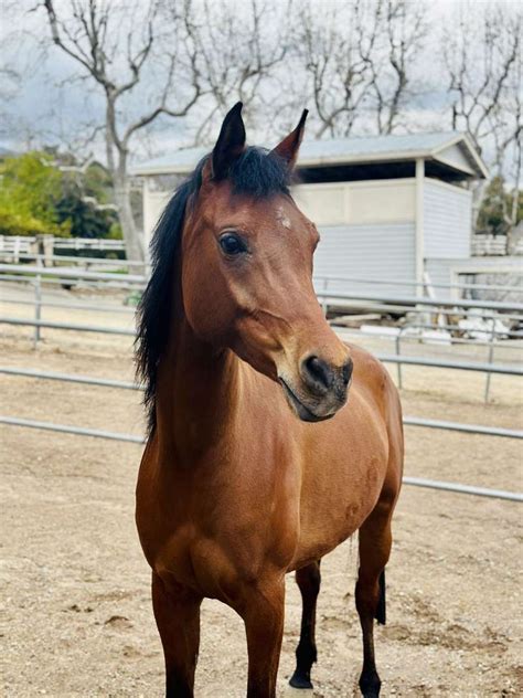 Skip Command With Foal for Sale - equinenow.com