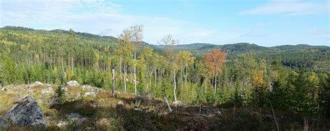 Skogsstyrelsen dalarna
