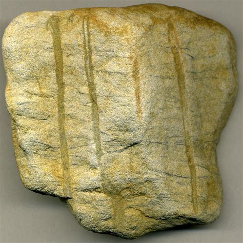 그것은 Skolithos(이전에 철자를 Scolithus 또는 Skolithus)은 흔한 흔적 화석 ichnogenus, 또는 원래, 대략적인 수직 원통형 구멍을 판다.그것은 유기체의 다양성에 얕은 해상 환경에서도 전 퇴적암들에lineated 기능으로 생산된다. Skolithos과 전 세계를 통틀어 발견된다 나이에 일찍 Cambrian은 present까지. 