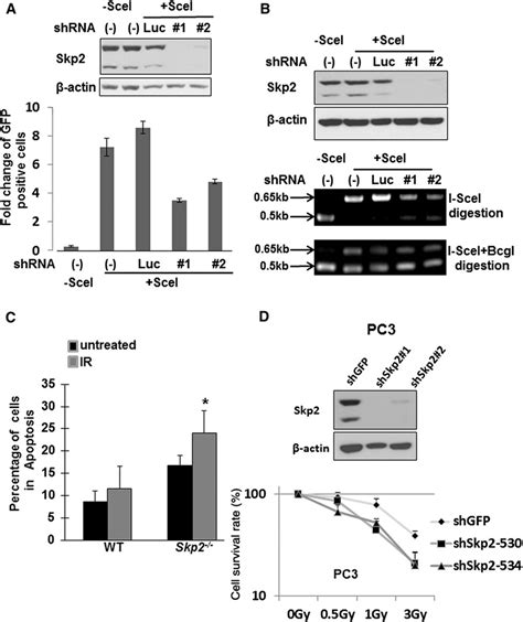 Skp2 regulates DNA damage repair and apoptosis via interaction with …