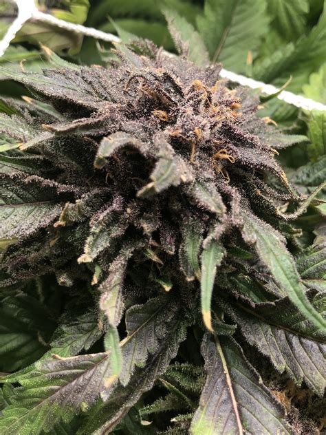 Bubblegum Kush, also known as "Bubble Gum Kush," is an 80% indica marijuana strain from Bulldog Seeds in the Netherlands, Bubblegum Kush is a cross between Bubble Gum and an undisclosed Kush. An .... 