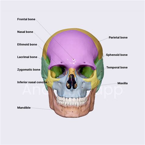 Skull Onlyfans Leak