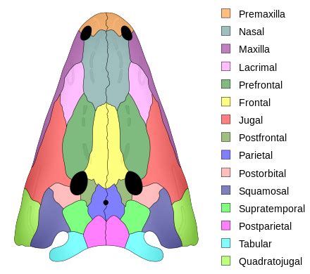 Skull roof - Wikipedia