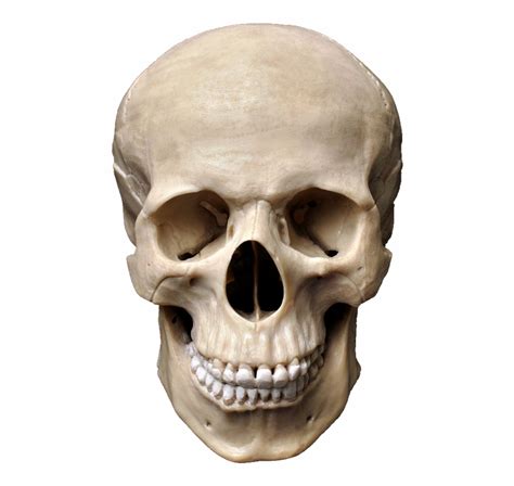 Skull stock image. Things To Know About Skull stock image. 