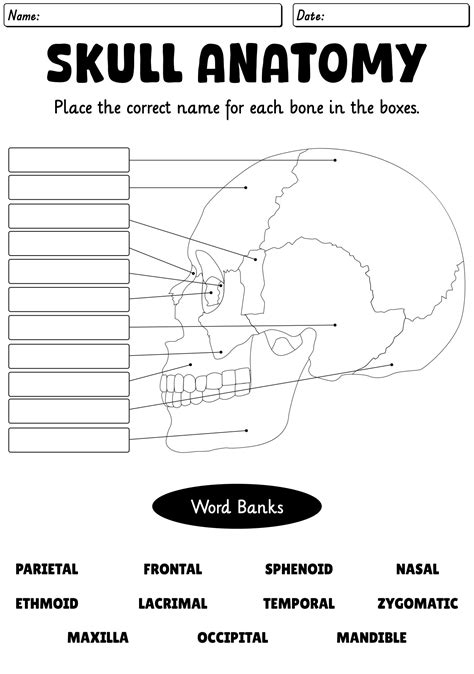 Skull worksheets printable.  These worksheets focus on identifying and labeling key st...