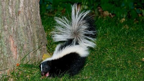 Skunk Smell Inside Your House at Night What Does It Mean?