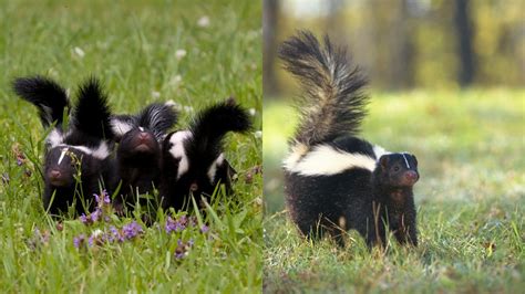Skunk mårddjur