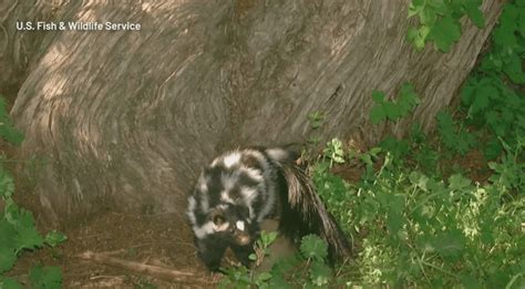 Skunk native to Texas will not be added to endangered or threatened species list