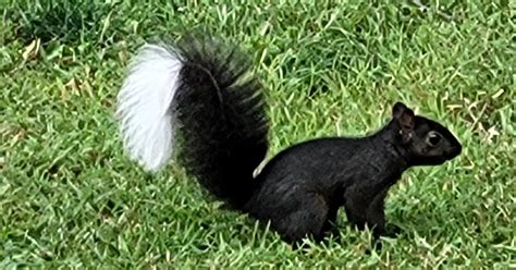 Skunk-squirrel? What is this odd critter seen in Ohio?
