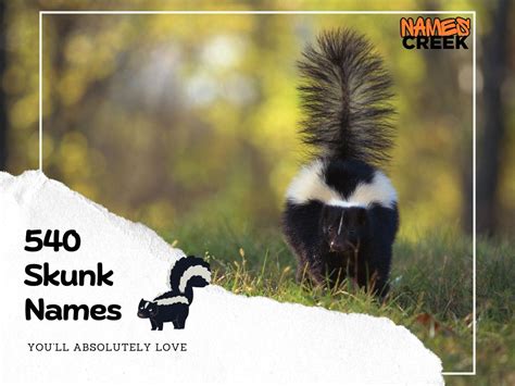 Skunk_Spunk_888 Leaked [HD] 190 Videos