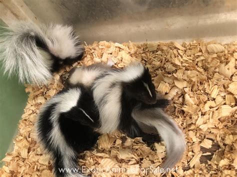 Animal Care. About. Even Keel Exotics is a USDA licensed breeder of many exotic pets. We have for sale, hedgehogs, sugar gliders, prairie dogs, squirrels, cavy, fox, skunk, coatimundi, African crested porcupine, …. 