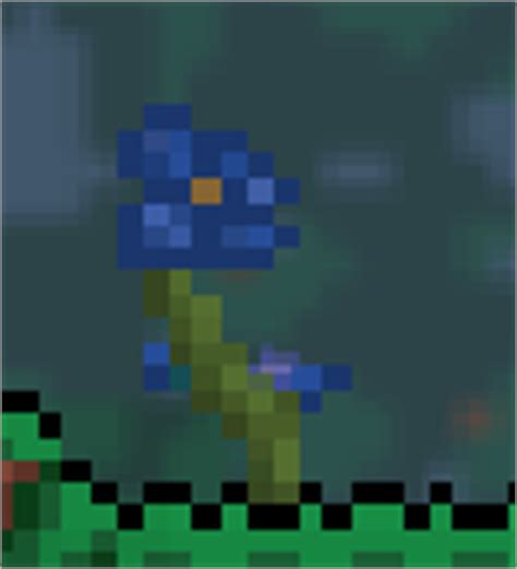 Sky blue flower terraria. Internal Item ID: 4241. Internal Tile ID: 3. Not to be confused with Grass Seeds. Flower Seeds are seeds used to plant a random flower. They can all be purchased from the Dryad for 5 each. Flower Seeds can only be planted on pure grass and mowed grass blocks (not on any other type of grass), in Clay Pots, in Planter Boxes, and in Rock Golem Heads. 