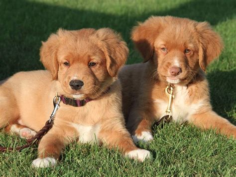 Skylark tollers. We would like to show you a description here but the site won't allow us. 