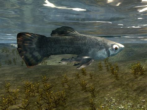 Skyrim silverside perch. Things To Know About Skyrim silverside perch. 