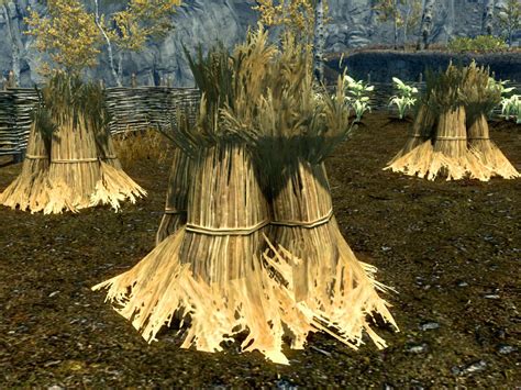 Skyrim wheat. The only way to make this ingredient become available from apothecary merchants is to unlock the Merchant perk (requires level 50 Speech ), at which point it is an "uncommon" ingredient. Remaining ways to obtain already-harvested eyes of sabre cats all have relatively low probabilities. The best bets are: 