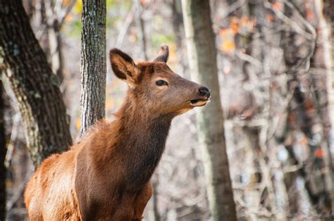 Deer can be a major nuisance in your garden, eating your plants and causing damage to your property. Fortunately, there are a few perennials that deer tend to avoid. Planting these perennials around your garden can help keep deer away and p.... 