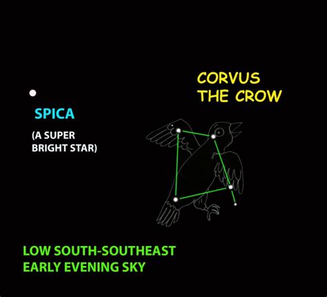 Skywatch: Corvus the Crow ate crow