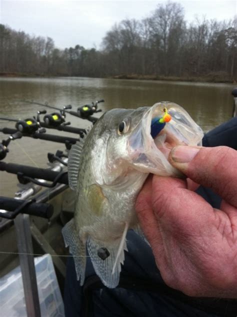 Slab Bandit from Crazy Angler - Crappie