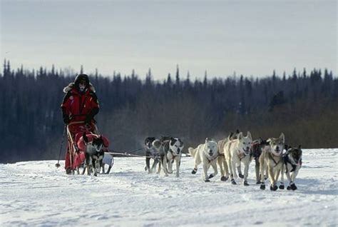 Sled dog race threatened by changing climate