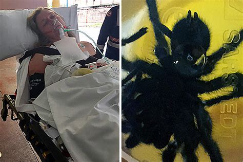 Sleeping Australian woman bitten repeatedly by funnel web spider - Stuff