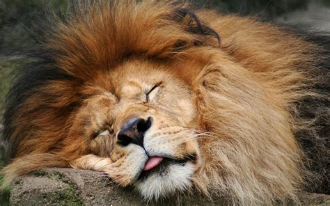 Sleeping lion. Things To Know About Sleeping lion. 