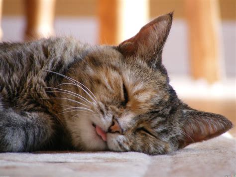 Sleepy cat. Sleepy Cat. 16,601 likes. บ้านแมว คอนโดแมว เฟอร์นิเจอร์สำหรับแมว ที่ออกแบบ ... 