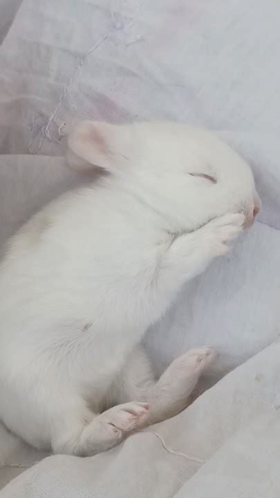 🍑 Sleepybunnybaby Leaked XxX 175 Pics