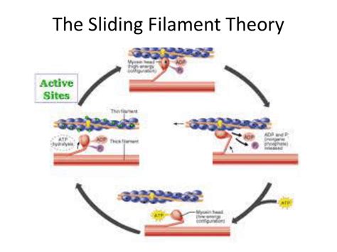 Sliding filament theory. Things To Know About Sliding filament theory. 