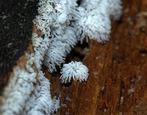 Slime Molds: No Brains, No Feet, No Problem PBS …