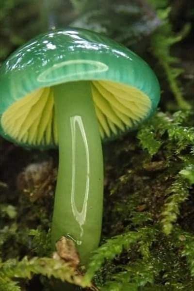 Slimy mushrooms. Things To Know About Slimy mushrooms. 