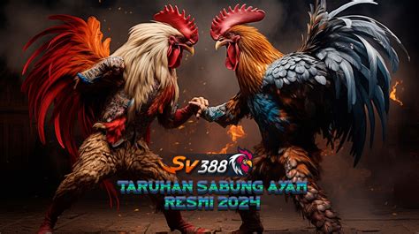 Slot gacor sore hari ini. Sabung ayam online deposit.