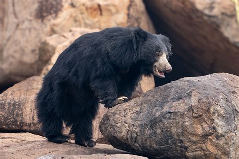 Sloth Bear Image: PHOTOS: Sloth bear cub makes first public appearance at PHOTOS: Sloth bear cub makes first public appearance at image 1