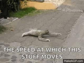 Sloth Slow Motion