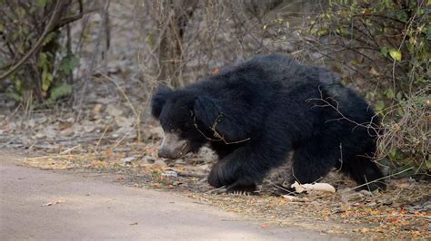 Sloth bear mauls Madhya Pradesh couple to death, eat their bodies