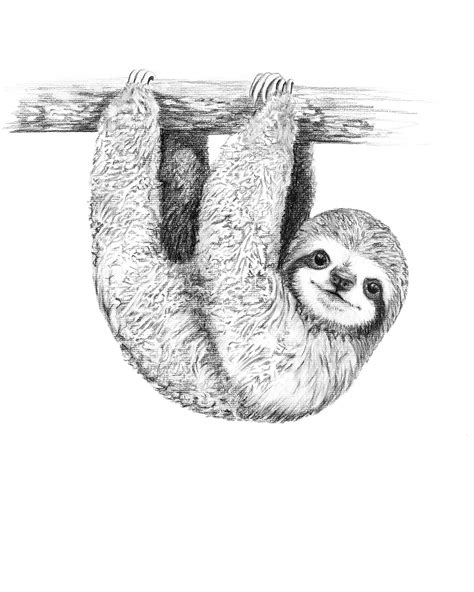 Sloth drawing. Draw Sloth’s Hands. The sloth’s arms should be half-rectangular and long. Depict small fingers and large, strong, and stiff fingernails. Draw one hand as if the sloth is waving or saying “hi.”. 8. Add Hair to Its Head. Sloths usually have a bit of bushy hair on their heads. Draw the hair to resemble a little bush. 9. 
