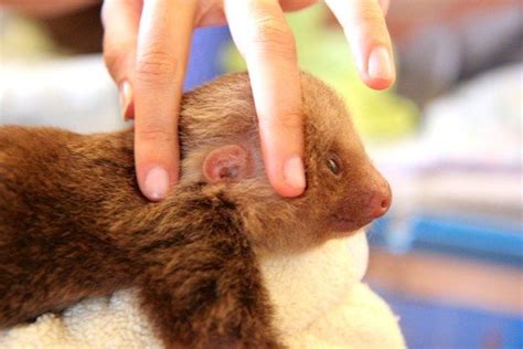 Sloth ears. Things To Know About Sloth ears. 