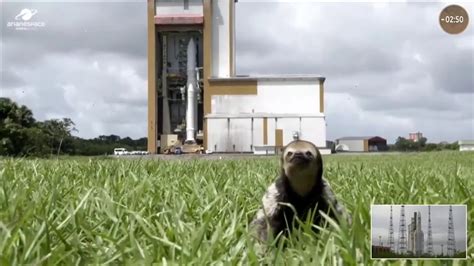 Sloth steals the show during Jupiter mission launch broadcast