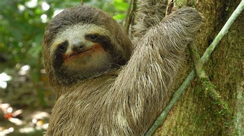 Sloth video. Kristen Bell + Sloths = Undying LoveSONGIFY: the free iPhone app -http://bit.ly/songifyor on Android: http://bit.ly/YTGBSongifyAndroidORIGINAL SLOTH VIDEO: h... 