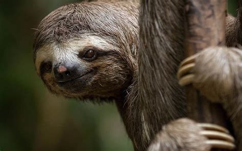 🍑 Sloths Onlyfans Leaked PORN